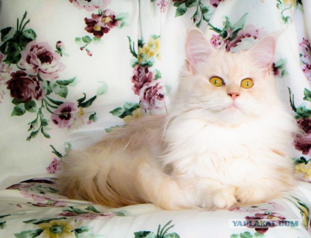 Котовторник  21.07.2015