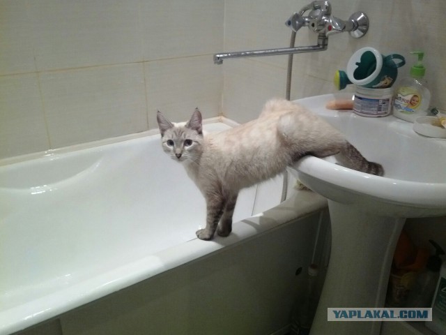 Котовторник