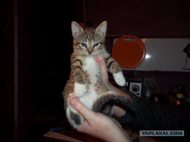 Жизнь домашнего приюта для котеек 78