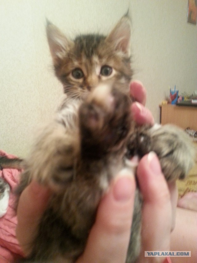 Спасение котеек