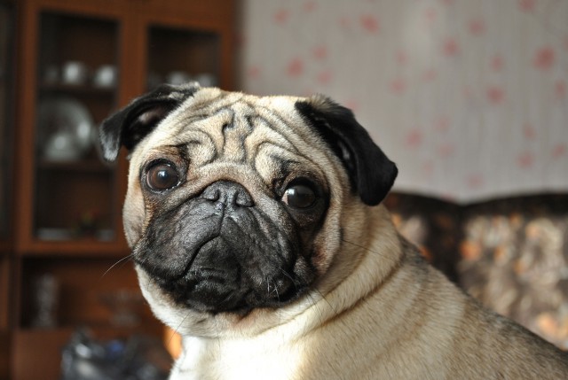 Прогулка с мопсом: унизительно, но увлекательно