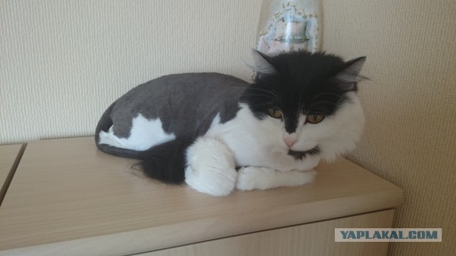 История одной кошки