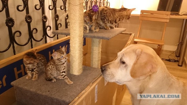 "Хозяйка, ну зачем мы завели этого монстра?"