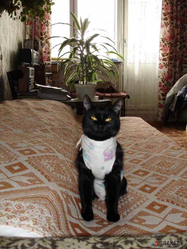 Коты, кошки, котята