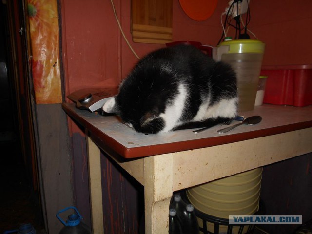 Жизнь домашнего приюта для котеек 108