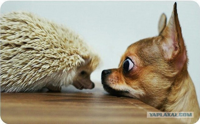 Эти глаза напротив. Калейдоскоп.