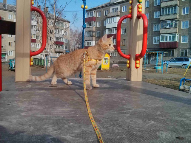 КотоВторник 26.04.2016