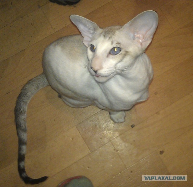 Котовторник 03.05.2016