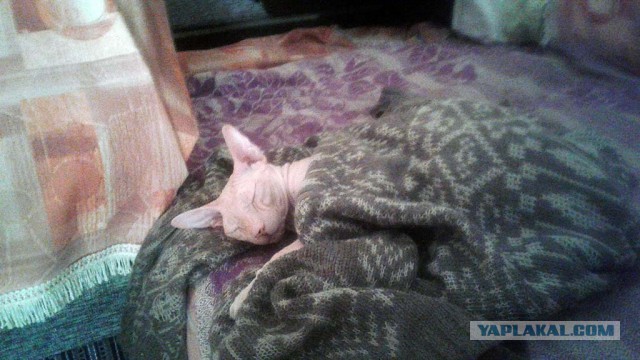 Котовторник 22.11.2016