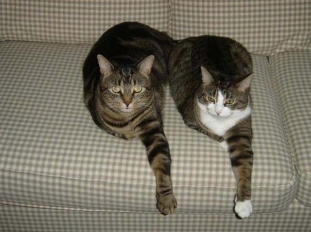 Коты из сети