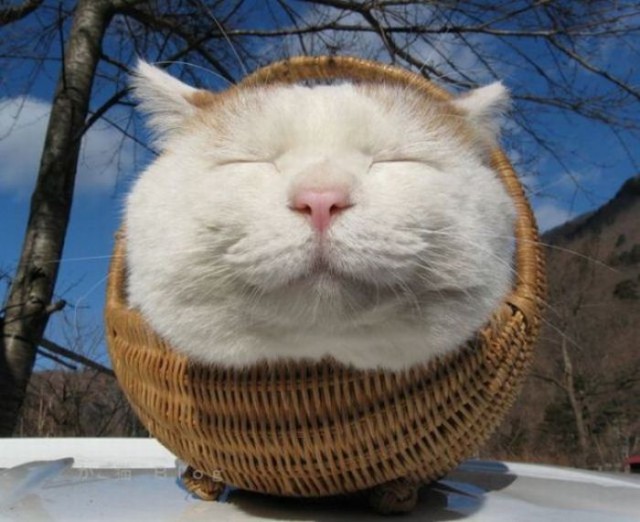 Коты и Кошки