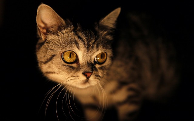 Коты и Кошки