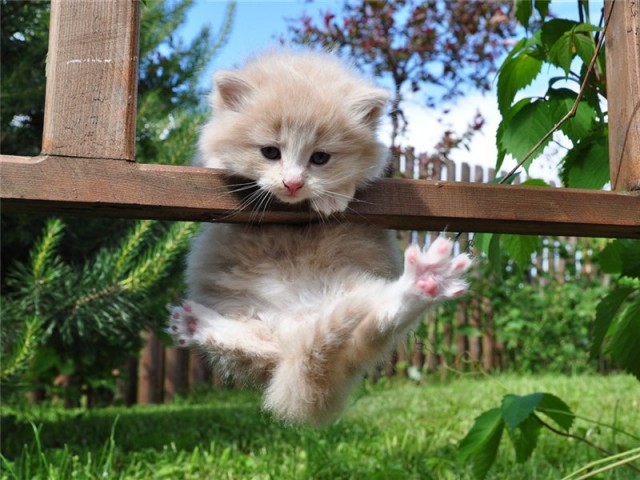 Коты и Кошки