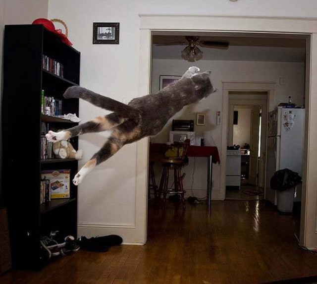 Коты и Кошки