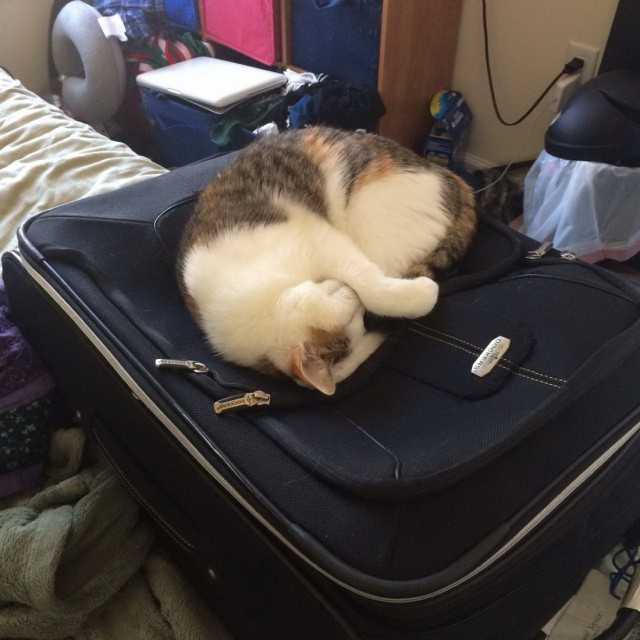 Коты и Кошки