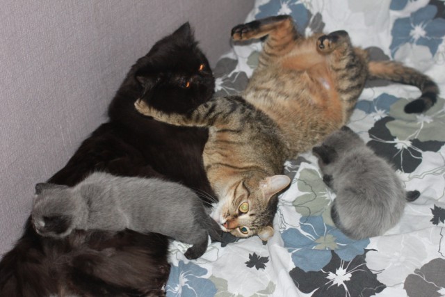 Котовторник 30.05.2017