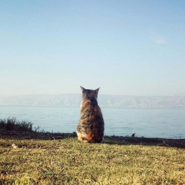 Коты и Кошки