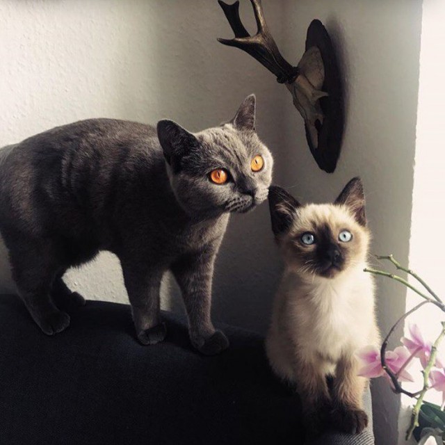 Коты и Кошки