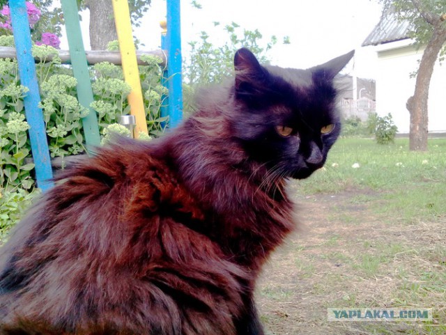 Котовторник  19.12.2017