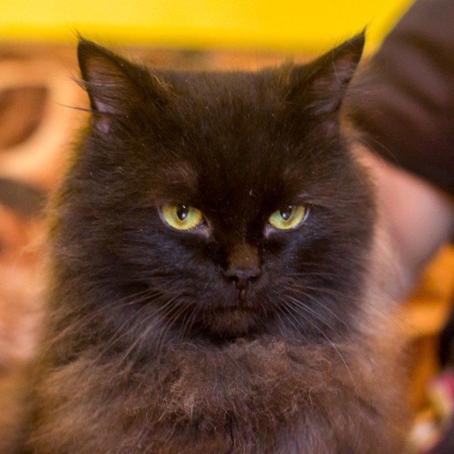 Коты и Кошки