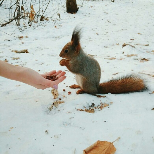Живность из сети