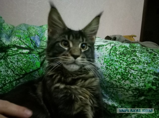 Котовторник 20.03.2018