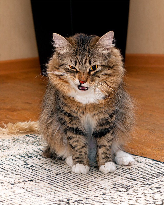 Котовторник