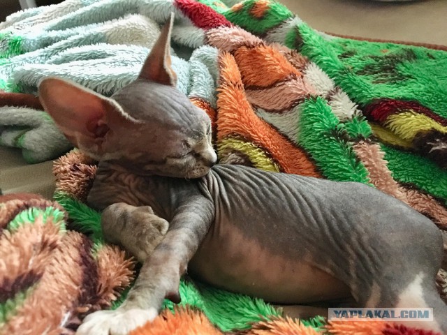 Котовторник 29.5.18