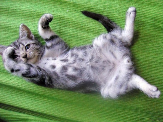 Котомет на вторник 08.04.08