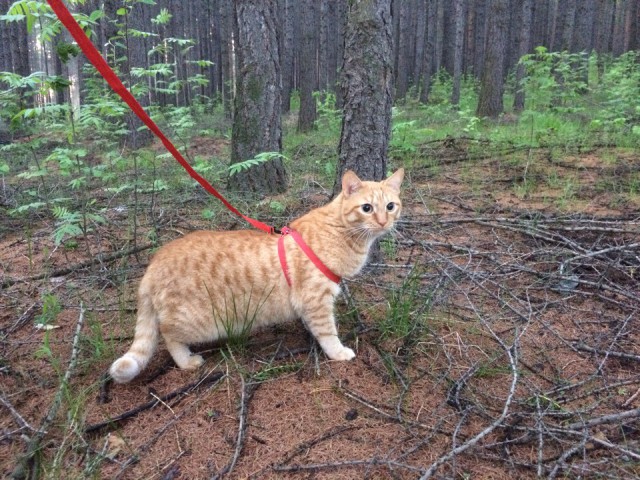 Котовторник 19.06.2018