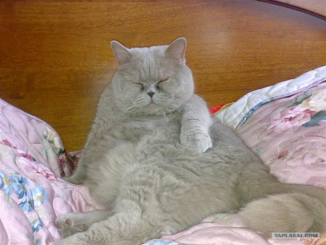 Котовторник на ЯПлакалъ 08.07.2008