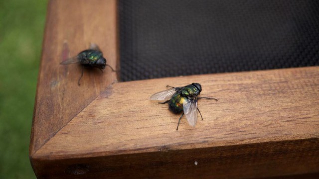 Как избавиться от мух на даче: австралийская мухоловка своими руками