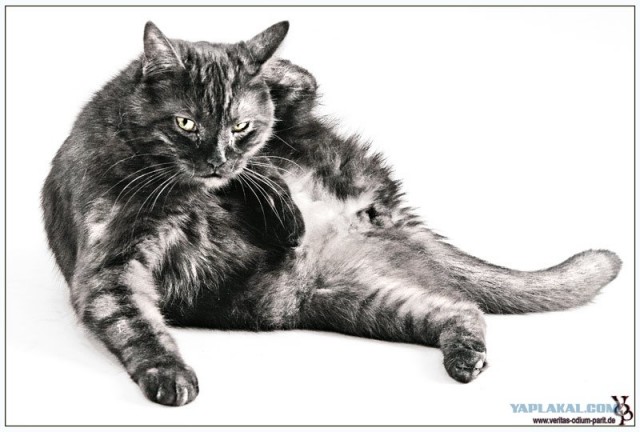 Уррааа! Котовторник на ЯПлакалъ!