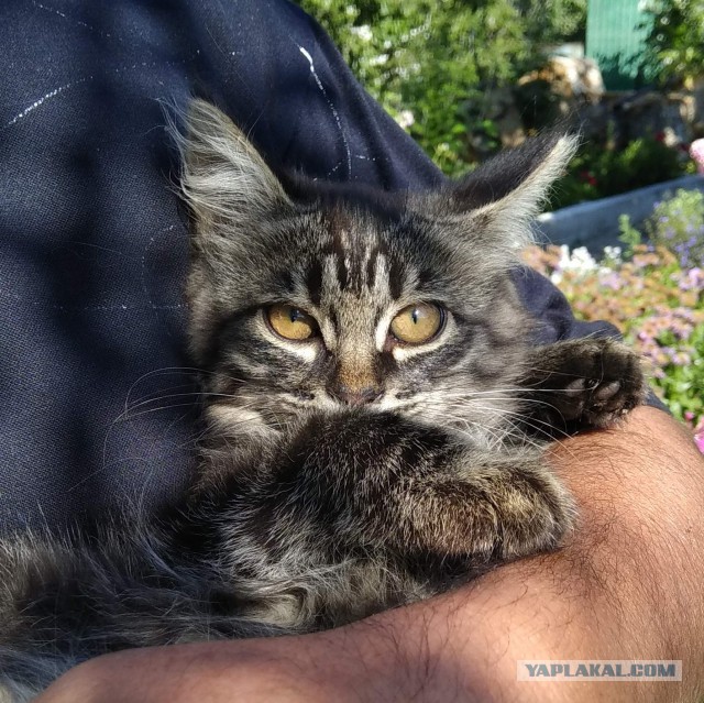 Котовторник  31.07.2018
