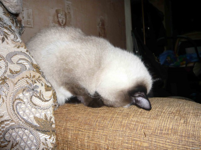 Котовторник на ЯПе (21.04.2009)