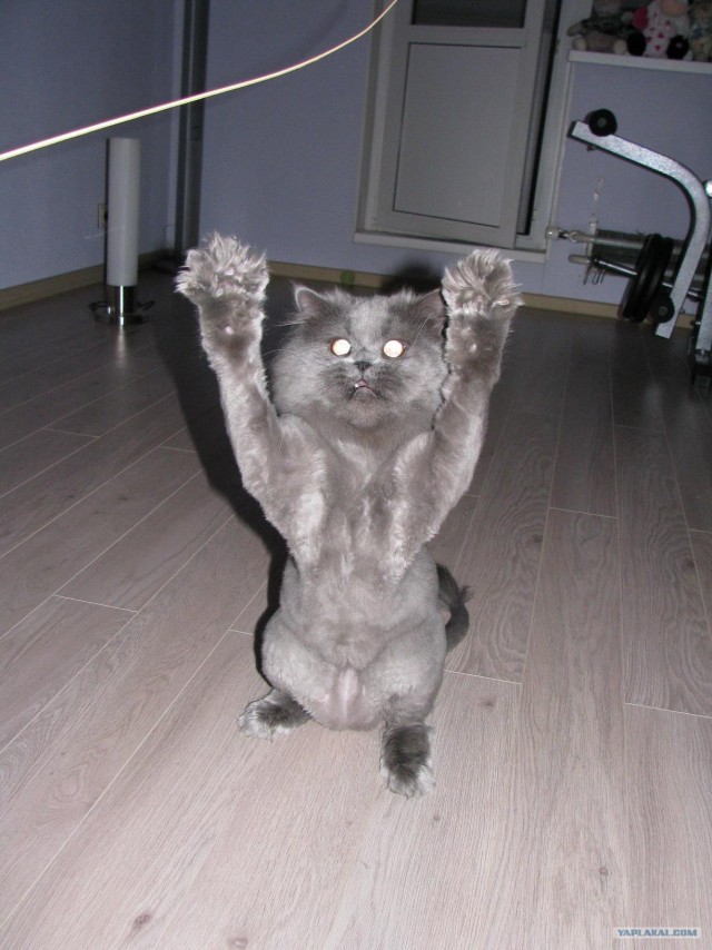 Lolcats - котовторник 33 лолокота!