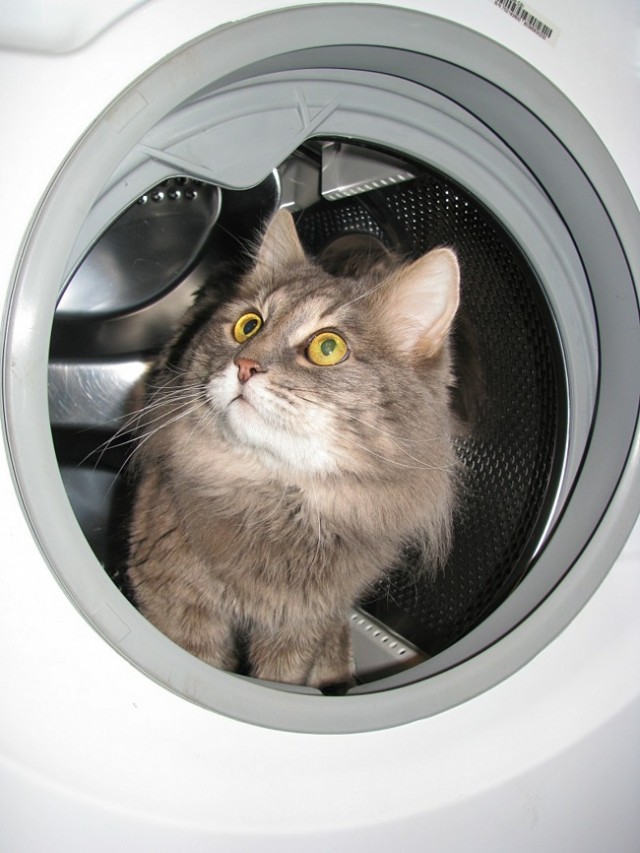 Котейкин вторник! Космический 12.04!