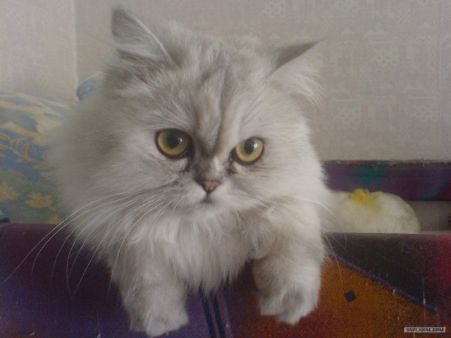Котовторник