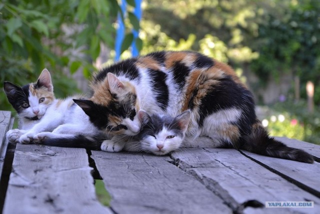 Котовторник на середину июня