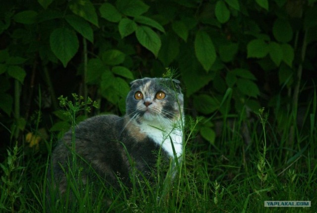 Котовторник с Кузей