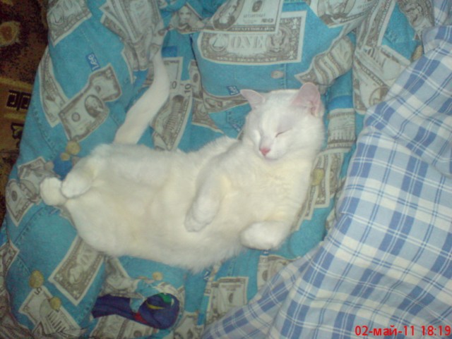 Сонный Котовторник