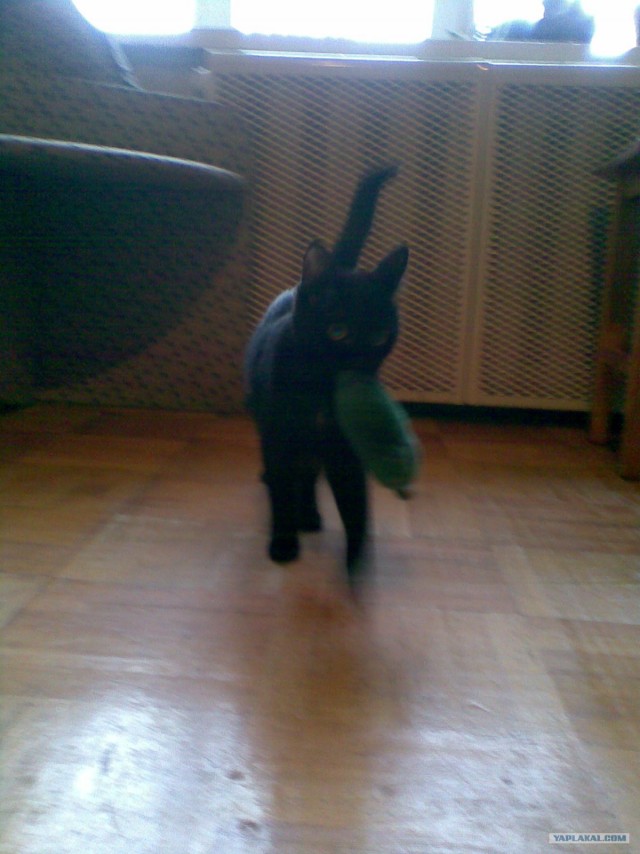 Котовторник 20.12.2011