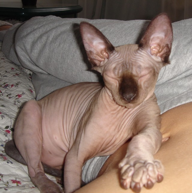 Котовторник (28.02.2012)