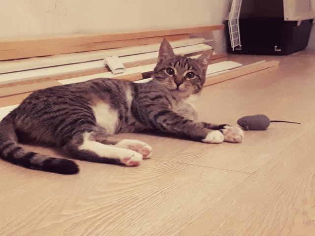 Прикольных котов пост