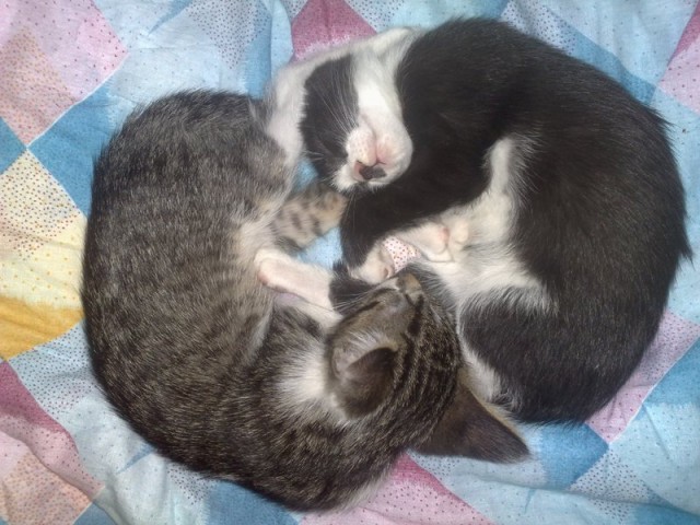 Котовторник 29.05.2012