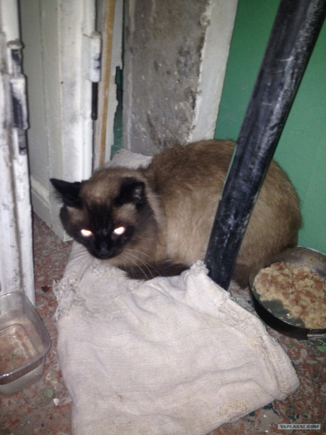 Котовторник ( 23.10. 2012. )