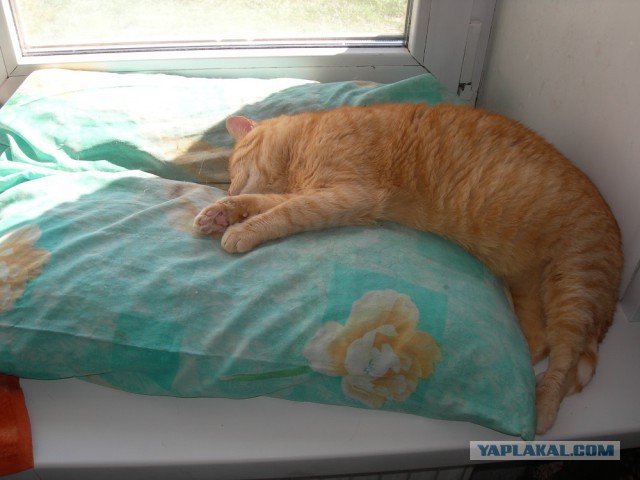 Котовторник 30.04.2019.