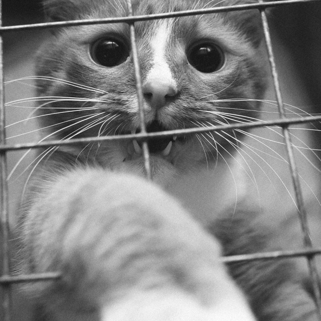Картинки с котами и про котов