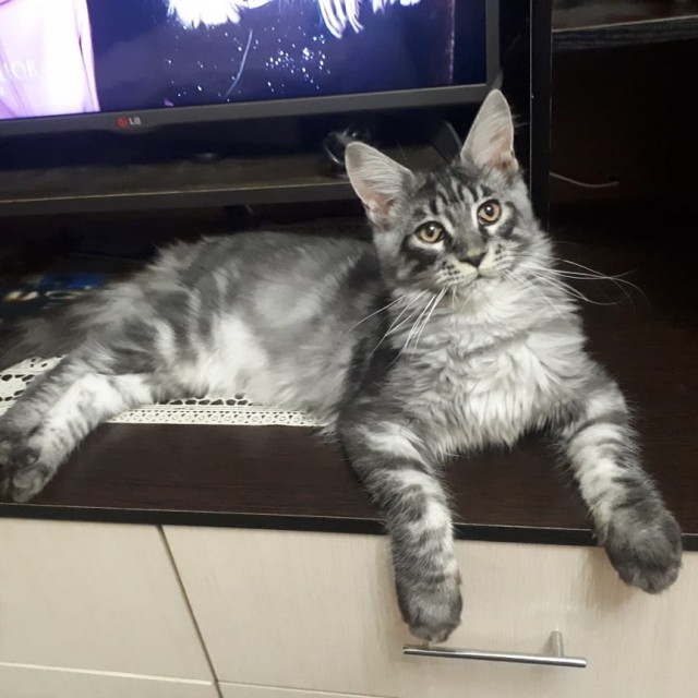 Котовторник  06.08.2019