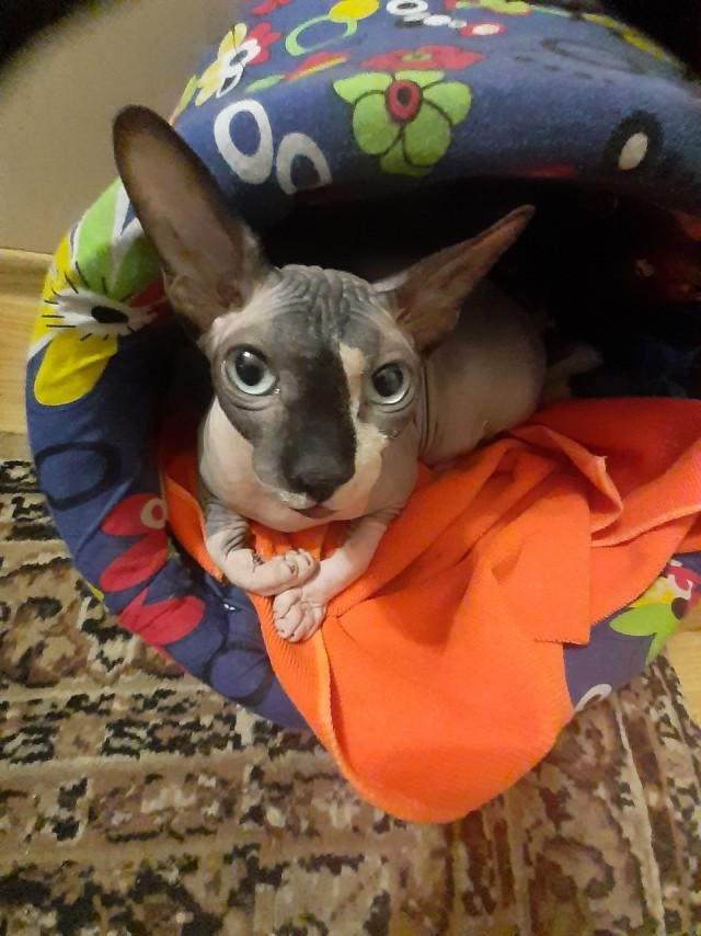 Забавные фото котеек
